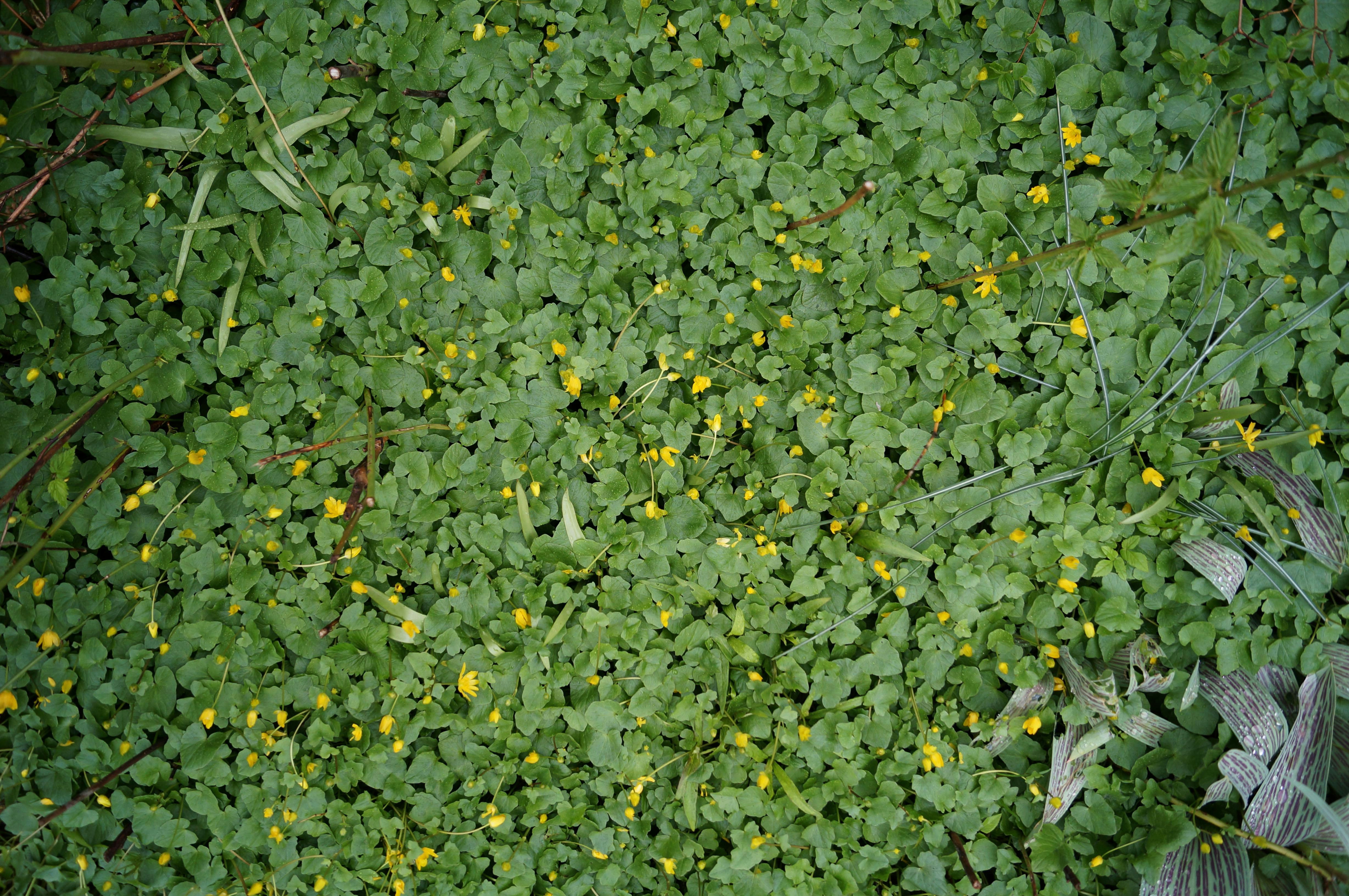 green leafed plants